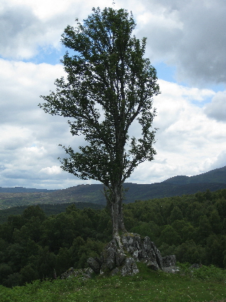 Witch-tree of Loinn Mhor